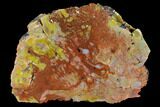 Colorful, Polished Petrified Wood (Araucarioxylon) - Arizona #147906-1